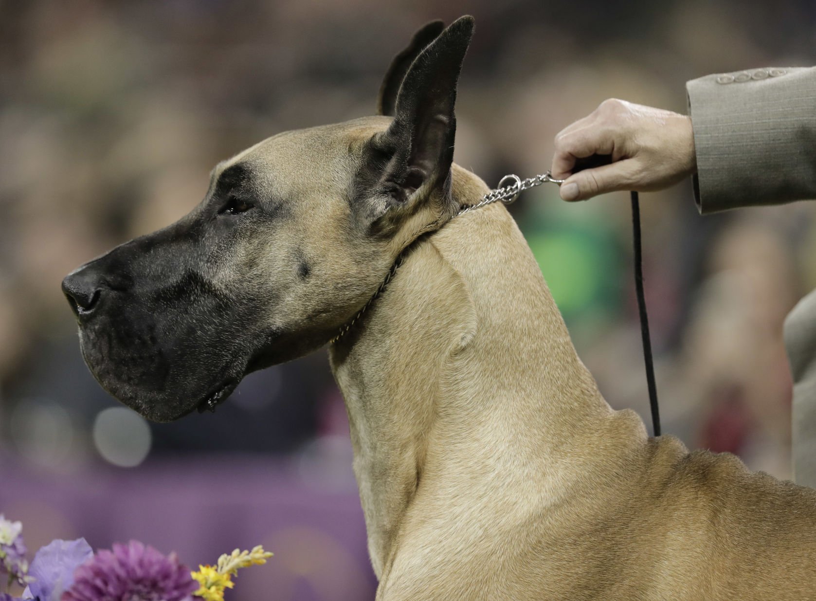 14. Great Dane